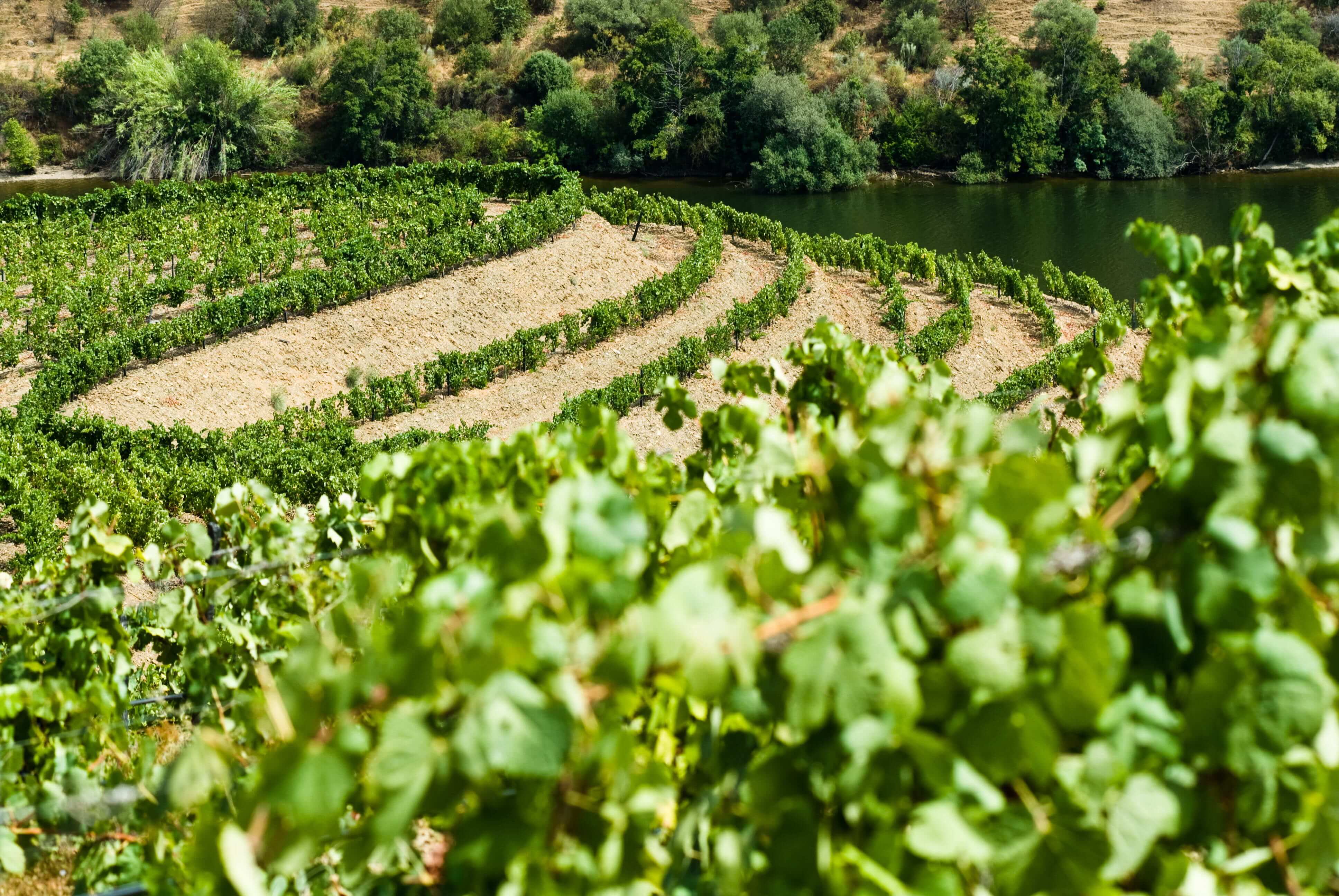 Vallée du Douro